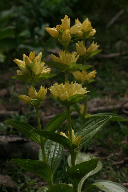 Gentiana burseri, 23 juillet 2004, Bious Artigues (64)