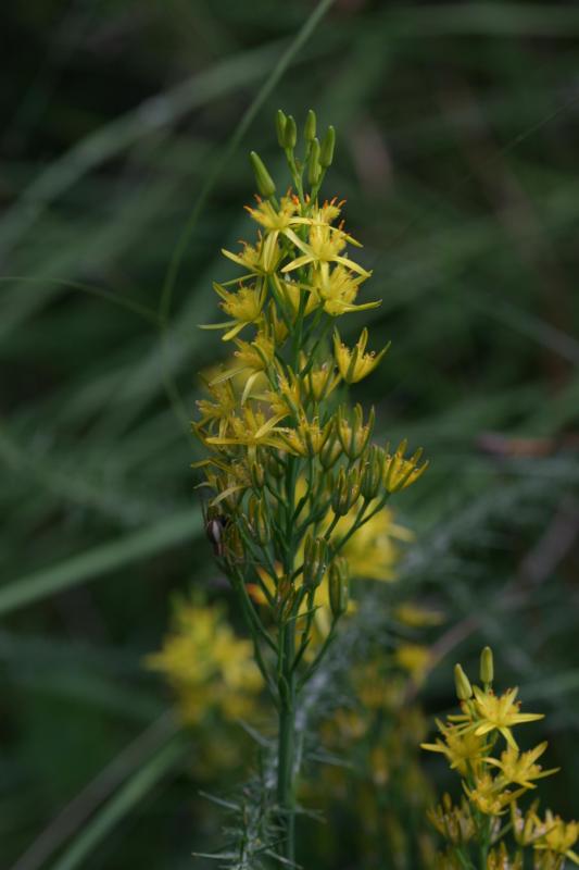 Narthecium ossifragum, 25 juillet 2004, Mes (40))