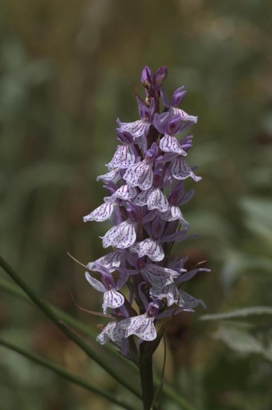 Dactylorhiza maculata, 26 juillet 2004, Valle d'Aspe (64)