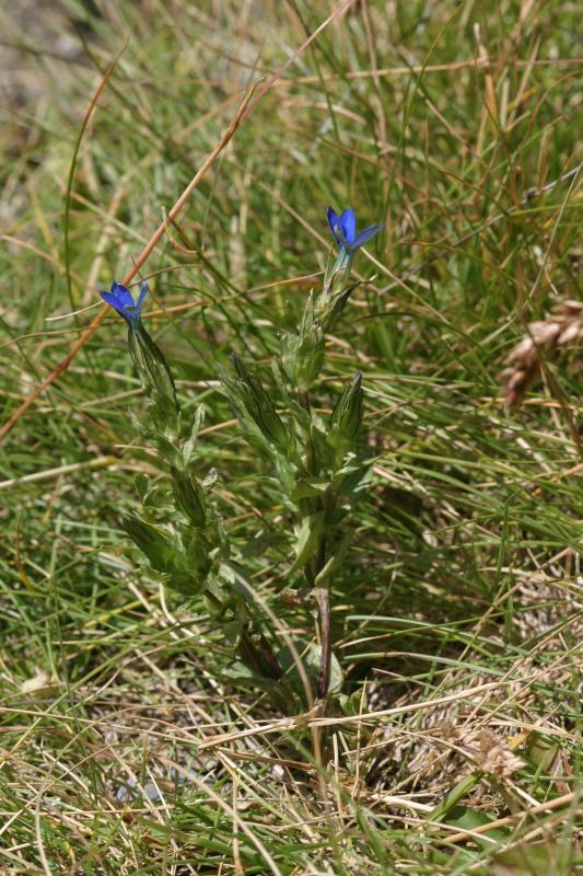 Gentiana nivalis, 28 juillet 2004, Lac de Caillauas (65), 2158m