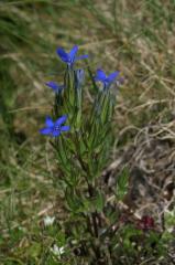 Gentiana nivalis, 28 juillet 2004, Lac de Caillauas (65), 2158m