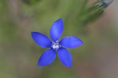 Gentiana nivalis, 28 juillet 2004, Lac de Caillauas (65), 2158m