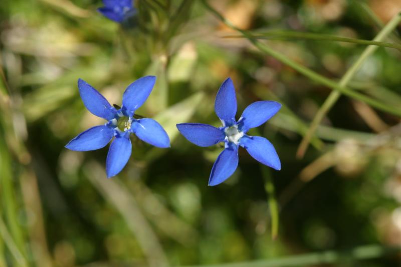 Gentiana nivalis, 28 juillet 2004, Lac de Caillauas (65), 2158m