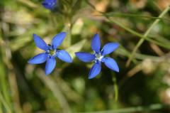 Gentiana nivalis, 28 juillet 2004, Lac de Caillauas (65), 2158m