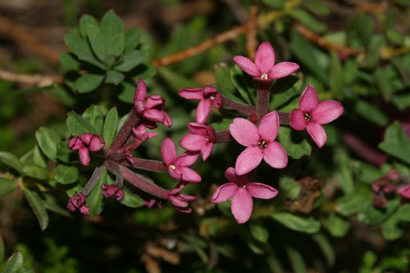 Daphne cneorum, 28 juillet 2004, Lac de Caillauas (65), 2158m