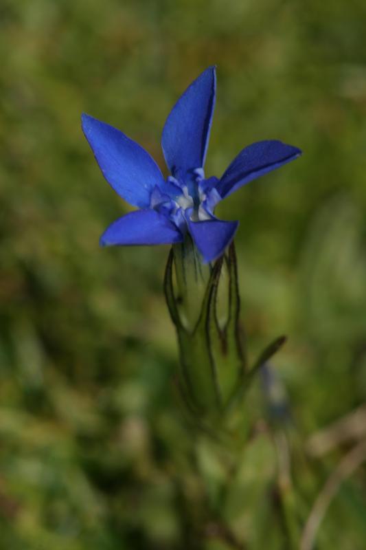 Gentiana nivalis, 28 juillet 2004, Lac de Caillauas (65), 2158m