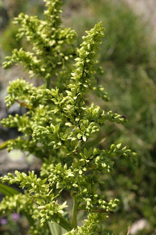 Veratrum album, 30 juillet 2004, Lacs d'Ayous (64)