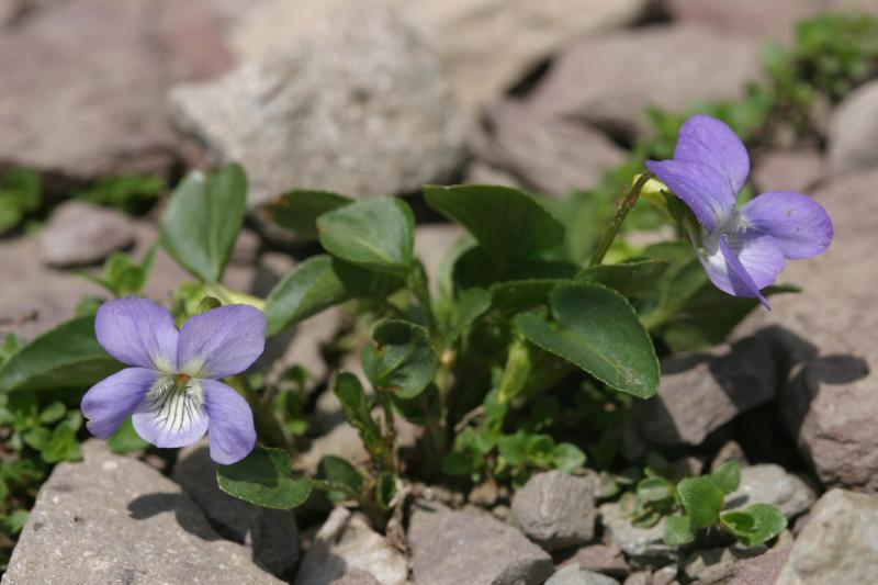 Viola riviniana, 30 juillet 2004, Lac Bersau (64)