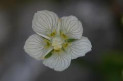 Parnassia palustris, 30 juillet 2004, Bious Artigues (64)