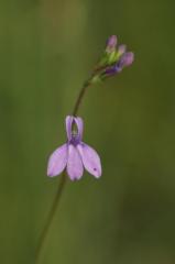 Lobelia urens, 31 juillet 2004, Morcenx (40)