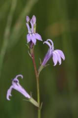 Lobelia urens, 31 juillet 2004, Morcenx (40)