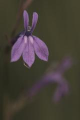 Lobelia urens, 31 juillet 2004, Morcenx (40)