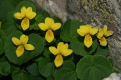 Viola biflora, 1 aot 2004, Ossau (64)