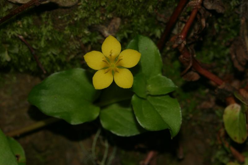 Lysimachia nemorum, 10 aot 2004, Ossau (64)