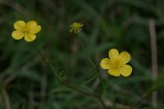 Ranunculus flammula, 17 aot 2004, Orist (40)