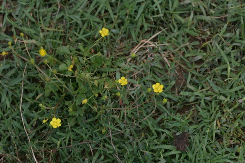 Ranunculus flammula, 17 aot 2004, Orist (40)