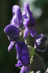 Aconitum napellus, 18 aot 2004, Gavarnie (65)