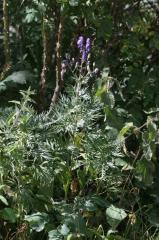 Aconitum napellus, 18 aot 2004, Gavarnie (65)