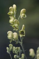 Aconitum anthora, 18 aot 2004, Gavarnie (65)