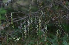 Goodyera repens, 18 aot 2004, Gavarnie (65)