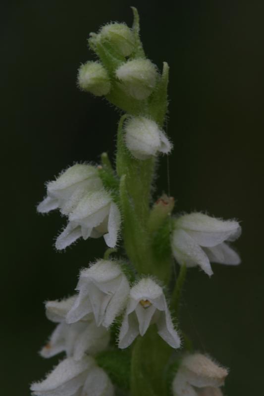 Goodyera repens, 18 aot 2004, Gavarnie (65)