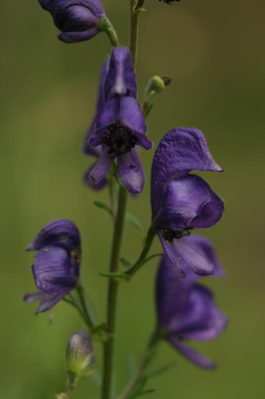 Aconitum napellus, 18 aot 2004, Gavarnie (65)