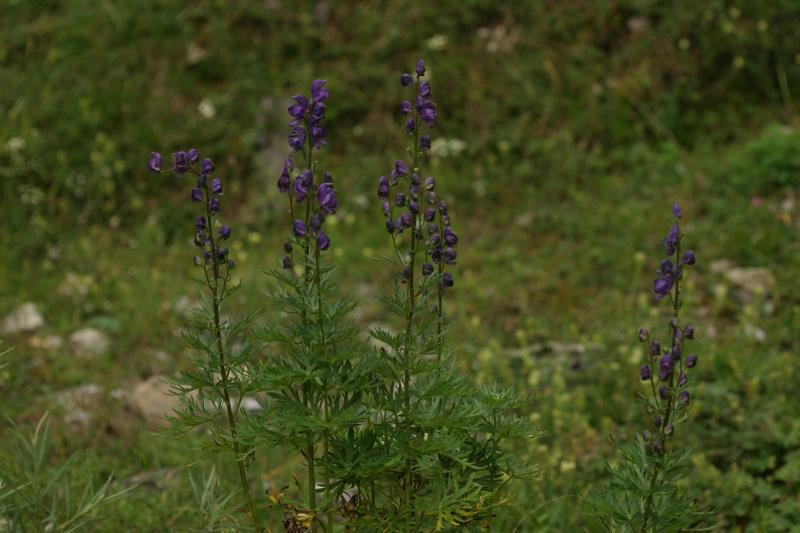 Aconitum napellus, 18 aot 2004, Gavarnie (65)