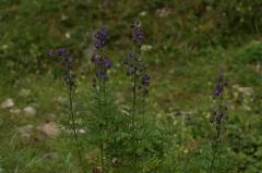 Aconitum napellus, 18 aot 2004, Gavarnie (65)