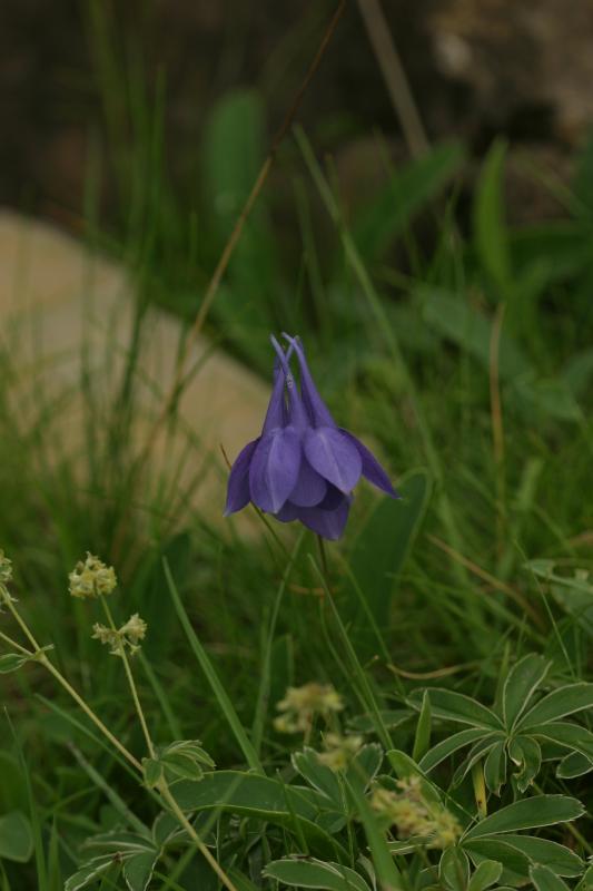 Aquilegia pyrenaca, 18 aot 2004, Gavarnie (65)