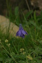 Aquilegia pyrenaca, 18 aot 2004, Gavarnie (65)