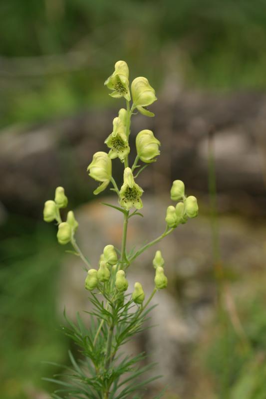 Aconitum anthora, 18 aot 2004, Gavarnie (65)