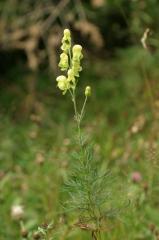 Aconitum anthora, 18 aot 2004, Gavarnie (65)