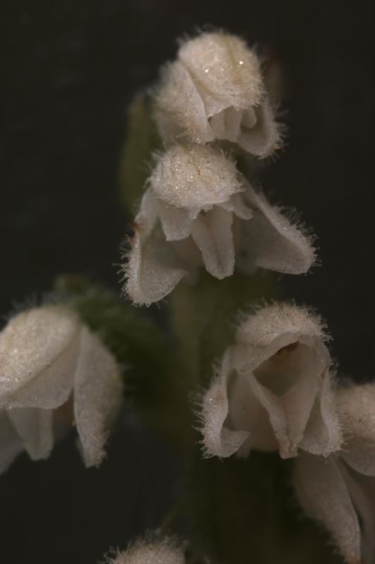 Goodyera repens, 18 aot 2004, Gavarnie (65)