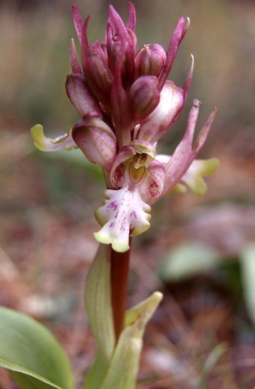 Barlia robertiana, 28 fvrier 1999, St-Guilhem-le-Dsert (34)