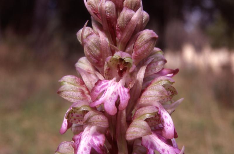 Barlia robertiana, 14 mars 1999, St-Guilhem-le-Dsert (34)