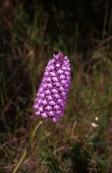 Anacamptis pyramidalis, 21 mai 1999 Prades le Lez (34)