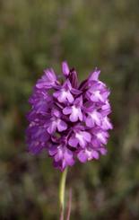 Anacamptis pyramidalis, 21 mai 1999 Prades le Lez (34)