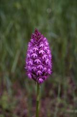 Anacamptis pyramidalis, 15 mai 1999 Prades le Lez (34)