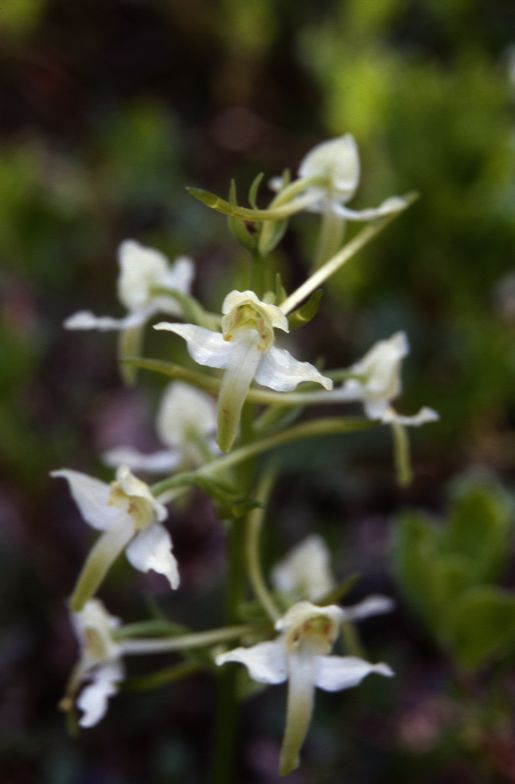 Platanthera chlorantha, 12 juin 1999 La Malne (48)