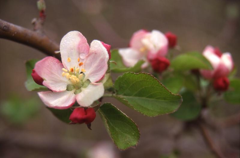 Malus sylvestris, 25 mars 2000, Restinclires (34)