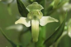 Platanthera chlorantha, 14 mai 2000 Morcenx (40)