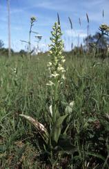 Platanthera chlorantha, 14 mai 2000 Morcenx (40)