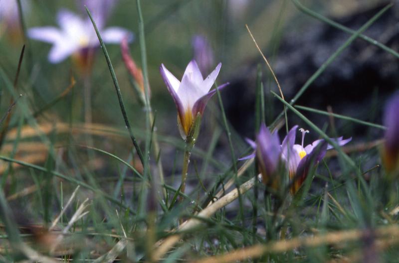 Ipheion uniflorum, Morcenx (40)