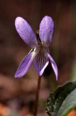 Viola lactea, 15 avril 2001, Morcenx (40)