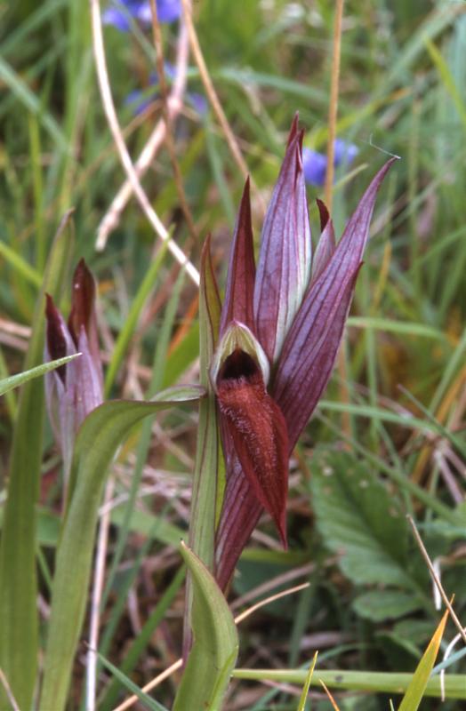 Serapias vomeracea, 22 avril 2001 Sud du Gers (32)