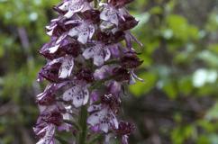 Orchis purpurea, 29 avril 2001 Montreal (32)