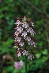 Orchis purpurea, 29 avril 2001 Montreal (32)