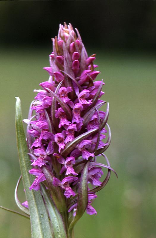 Dactylorhiza incarnata, 22 avril 2001 Masseube (32)