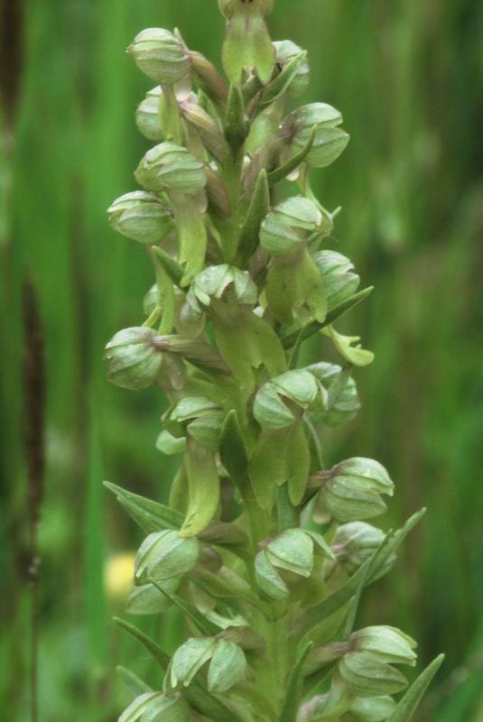 Coeloglossum  viride, 22 avril 2001 Masseube (32)