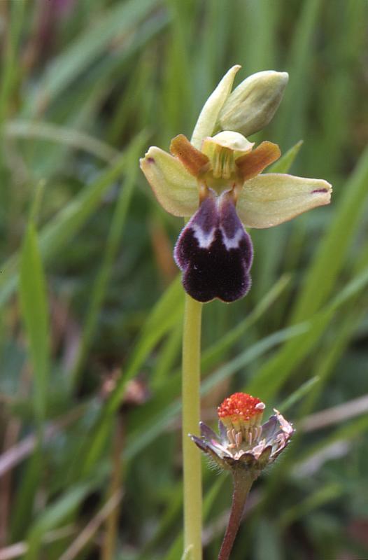 Ophrys vasconica, 22 avril 2001 sud du Gers (32)